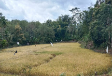 Produksi Padi Bengkulu Tahun 2025 Turun 