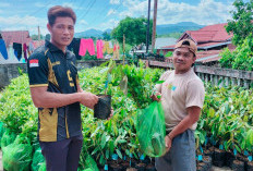 Program Ketahanan Pangan 2024, Pemdes Gunung Agung  Bagikan Bibit Cengkeh dan Durian