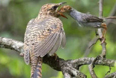 Leganda Burung Cinta Kasih, Benarkah Minyaknya Bisa Pikat Wanita? Begini Ulasannya 