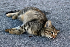 Mitos atau Fakta, Tabrak Kucing Saat Berkendara Bikin Sial, Begini Menurut Ahli Agama