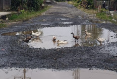 Jalan Rusak Masih Jadi Keluhan Warga Renah Kurung