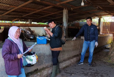 Idul Adha 2026 Membawa Berkah: Peternak Kambing di Kepahiang Panen Untung