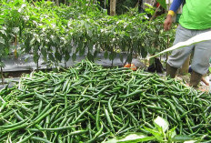 Harga Cabai Hijau Masih Stabil di Kabupaten Kepahiang 