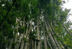 China Lebih Suka Bambu Indonesia, Ternyata Ini Alasannya