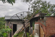 Waspada! Angin Kencang Melanda Rejang Lebong, BPBD Imbau Warga Berhati-hati