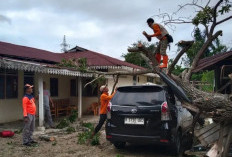 Waspada Cuaca Ekstrem! Sejumlah Pohon Tumbang di Kota Bengkulu