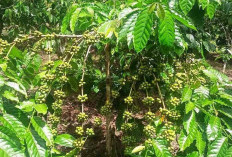 Tahun 2026, Kabupaten Lebong Dapat Bantuan Bibit Kopi untuk 1.000 Hektare