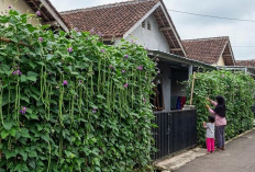 7 Ide Kebun Kacang Panjang di Pagar Rumah: Rimbun dan Buah Lebat 