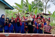 Terapkan P5, Siswa-siswi SDN 7 Seberang Musi Panen Singkong