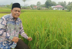  Tanam Padi IR: Desa Kampung Bogor di Kepahiang Siap Swasembada Pangan