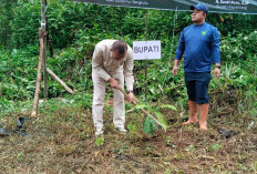 Dukung Program 'Go Green': Pemkab Kepahiang Ajak Masyarakat Lestarikan Alam
