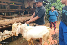 Ingin Beli Kambing? Desa Bukit Menyan Kabupaten Kepahiang Tempatnya, Harga Dijamin Terjangkau  