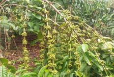 Perawatan Kopi Setelah Panen Agar Buah Lebat