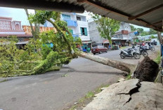 Waspada Potensi Pohon Tumbang, Ini Pesan DLH Rejang Lebong