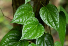  Berikut 3 Khasiat Daun Sirih, Bantu Obati Radang Prostat
