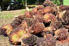 Harga TBS Sawit Bengkulu Naik, Tertinggi Rp 3.000 per Kilogram