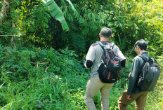 BKSDA Belum Temukan Jejak Beruang yang Hebohkan Warga Kepahiang: 3 Hari Telah Berlalu