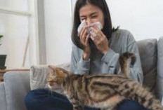 Gejala Alergi Bulu Kucing Selain Bersin: Cek Penjelasannya