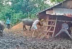 Diduga Penyakit Ngorok, Banyak Ternak Kerbau Warga Bengkulu Tengah Mati Mendadak 