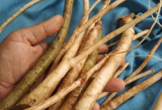  Rahasia Khasiat Akar Pepaya: Obat Alami Kesehatan Ginjal dan Kandung Kemih