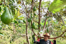 Untuk Ketahanan Pangan, Warga Desa Bukit Menyan Tanam Alpukat Mentega