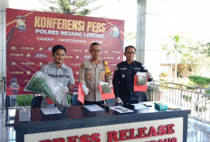 Residivis di Rejang Lebong Kembali Ditangkap karena Berkebun Ganja