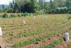 Harga Jahe di Kepahiang Anjlok: Segini Harganya 