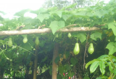 Manfaatkan Lahan Pekarangan Petani Daspetah Sukses Budidaya Labu Siam