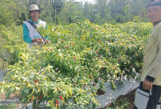 Musim Panen Harga Cabai di Kepahiang Turun Drastis: Petani Mengeluh