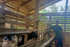 Kades Karang Endah Kepahiang, Raup Keuntungan Belasan Juta Dari Ternak Kambing 