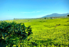 Lahan PT. TUMS Diambil Alih? Kepahiang Berencana Sulap Jadi Kebun Kopi