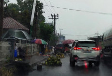 Musim Hujan, Pedagang Kelapa Muda Depan MPP Kepahiang Sepi Pembeli