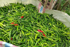 Harga Cabai Rawit di Kepahiang Turun, Segini Harganya
