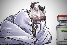 150 Dosis Vaksin Disiapkan: Lebong Bebas PMK