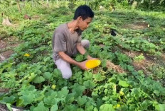 Berkah Bulan Puasa, Petani Timun Kampung Bogor Banjir Pesanan