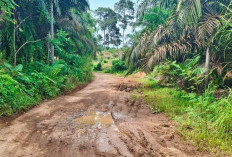 Belum Tersentuh, 2025 Jalan Talang Donok Dibangun