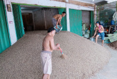 Kopi Mulai Berbuah Lagi: Petani di Kepahiang Berharap Harga Tetap Menjanjikan
