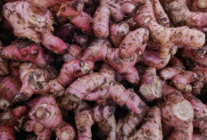 Pria Harus Konsumsi Jahe Merah, Ini Manfaatnya 