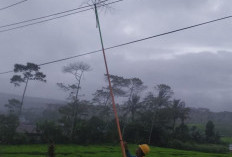 Ranting Pohon Bisa Bikin Mati Lampu, Ini Penjelasannya