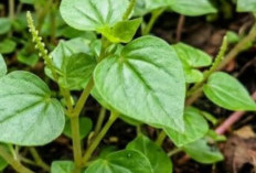 Daun Sirih Cina: Si Gulma Kecil yang Miliki Segudang Manfaat Kesehatan