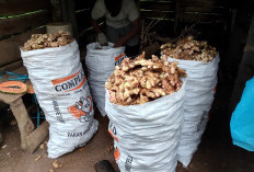 Tanam Jahe Putih Secara Tumpang Sari Menguntung Petani Kepahiang