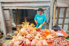 Harga Telur Dan Daging Ayam di Kepahiang Merangkak Naik 