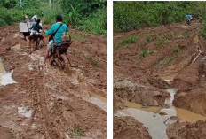 80 Tahun Indonesia Merdeka: Jalan Damar Kencana Kabupaten Kepahiang Masih Seperti Kubangan