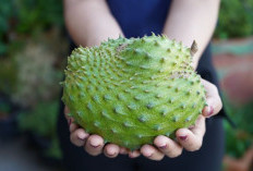 Khasiat Sirsak, Mampu Cegah Serangan Penyakit Kronis