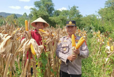 Panen Jagung Program Ketahanan Pangan di Desa Pelangkian Kepahiang