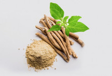 Sederet Manfaat Tanaman Herbal Ashwagandha