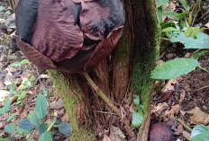 Empat Bonggol Rafflesia Diperkirakan Mekar Bulan Depan