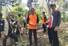 Ratusan Kuncup Bunga Raflesia Muncul di Rejang Lebong