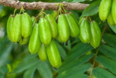 5 Manfaat Rutin Mengonsumsi Belimbing Wuluh, Salah Satunya Bisa Mengontrol Gula Darah