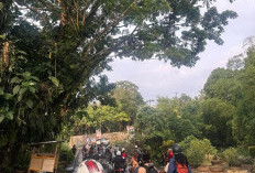 Ada Pohon Membahayakan di Jalan Lintas Kepahiang-Bermani Ilir: Pengguna Jalan Minta Pemangkasan 